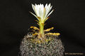 Discocactus zehntneri boomianus (araneispinus).jpg