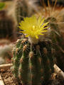 Eriosyce islayensis ssp. islayensis 5.jpg