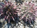 Ferocactus latispinus ssp. spiralis 4.jpg