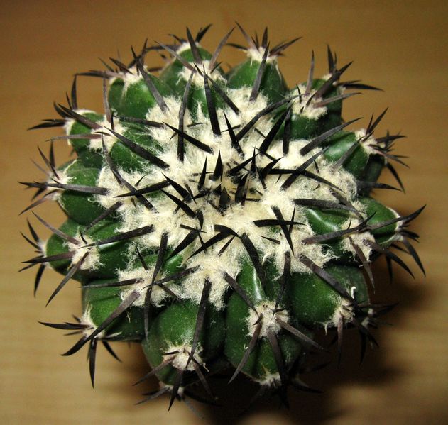 Файл:Discocactus placentiformis - zmei4o.jpg