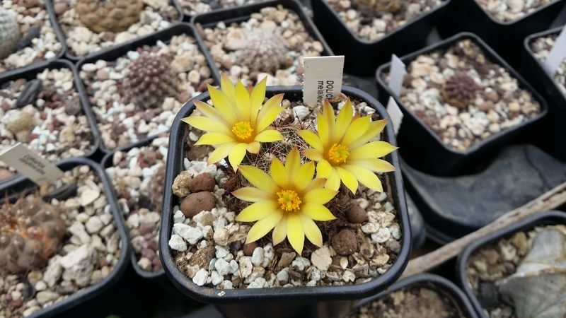 Файл:Mammillaria melaleuca.jpg