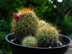 Mammillaria rekoi ssp. aureispina 2.jpg