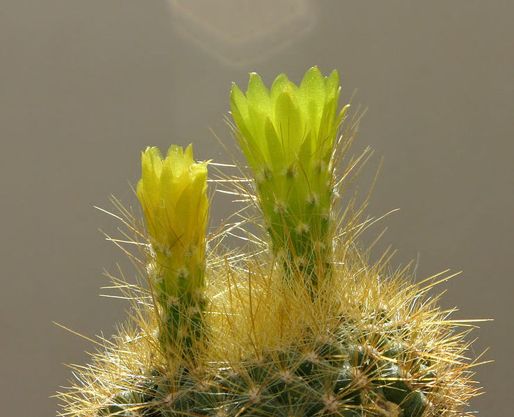 Файл:Parodia haselbergii ssp. graessneri 01.jpg