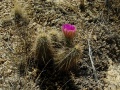 Echinocereus fasciculatus ssp. boyce-thompsonii 5.jpg