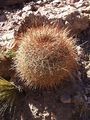 Echinopsis formosa ssp. korethroides 1.JPG