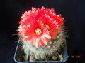 Parodia microsperma ssp. microsperma 5.jpg