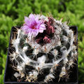 Turbinicarpus laui 3.jpg