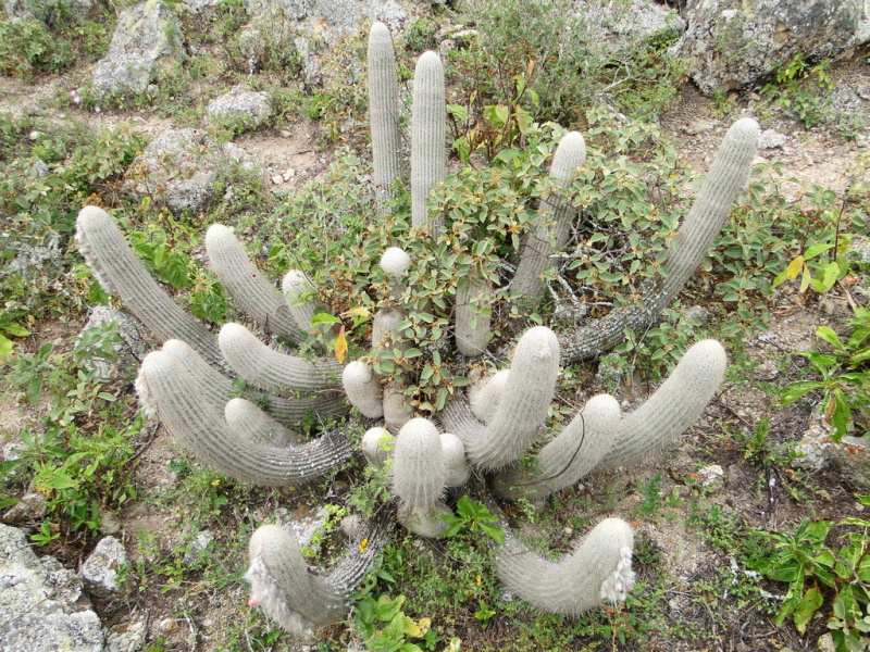 Файл:Espostoa frutescens 2.jpeg