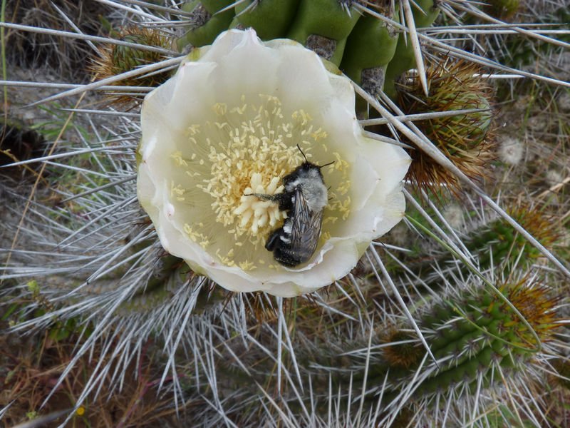 Файл:Eulychnia castanea 2.jpg