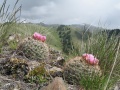 Pediocactus nigrispinus fh 9.35 ID B.jpg