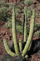 Stenocereus thurberi ssp. thurberi 02.jpg