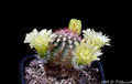 Echinocereus viridiflorus ssp. viridiflorus 40.jpg