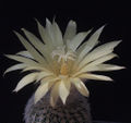 Frailea buenekeri ssp. densispina 3.jpg