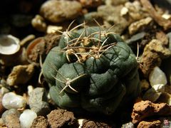 Matucana oreodoxa.jpg