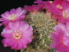 Rebutia cylindrica.jpg