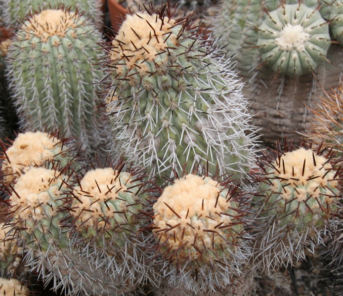 Файл:Copiapoa longistaminea.jpg