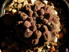 Eriosyce occulta.jpg