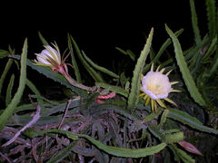 Hylocereus megalanthus 0.jpg