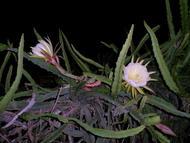 Файл:Hylocereus megalanthus 0.jpg