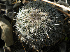 Coryphantha delicata 01.jpg