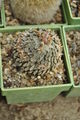 Pelecyphora aselliformis 1.jpg