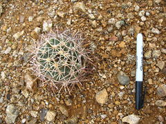 Coryphantha robustispina ssp. robustispina 0.jpg