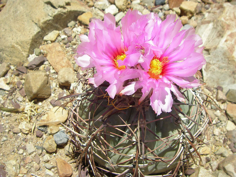 Файл:Echinocactus horizonthalonius 3.jpg