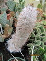 Oreocereus trollii 04.jpg