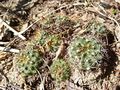 Frailea schilinzkyana ssp. concepcionensis 2h.JPG