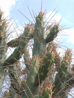 Austrocylindropuntia subulata ssp. exaltata 2.JPG