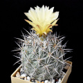 Coryphantha difficilis 2.jpg
