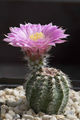 Echinocereus pulchellus ssp. weinbergii 2.jpg