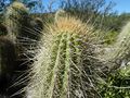 Echinopsis huascha ssp. huascha 3.JPG