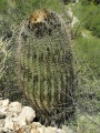 Ferocactus cylindraceus ssp. eastwoodiae 72.JPG