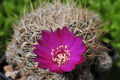 Rebutia steinbachii ssp. steinbachii 3.jpg