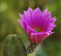 Echinocereus viereckii ssp. morricalii 01.jpg