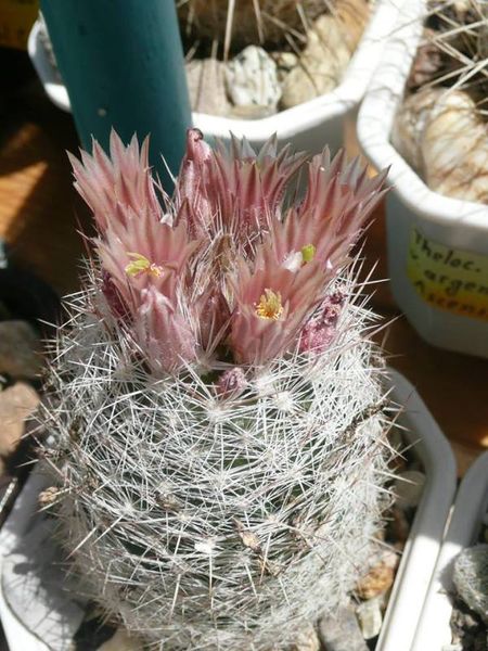 Файл:Escobaria dasyacantha ssp. dasyacantha 5.jpg