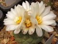 Strombocactus disciformis ssp. disciformis 22.jpg
