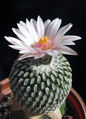 Turbinicarpus pseudopectinatus 1.jpg