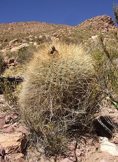 Echinopsis formosa ssp. korethroides.JPG