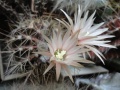 Eriosyce taltalensis ssp. pygmaea 51.jpg