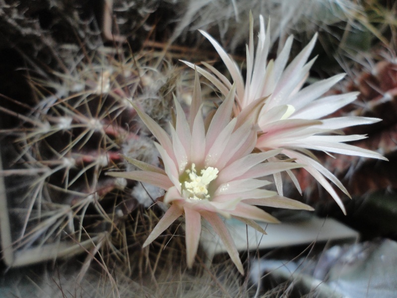 Файл:Eriosyce taltalensis ssp. pygmaea 51.jpg