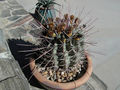 Ferocactus emoryi ssp. rectispinus 7.jpg