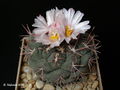 Thelocactus hexaedrophorus ssp. hexaedrophorus var. fossulatus.JPG