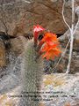 Cleistocactus acanthurus ssp. acanthurus 3.jpg