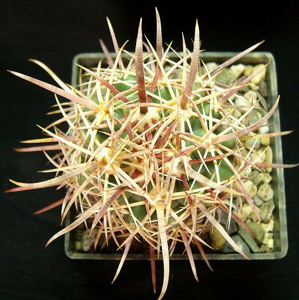 Файл:Ferocactus cylindraceus ssp. tortulispinus 2.jpg