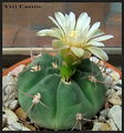 Gymnocalycium nigriareolatum 6.jpg