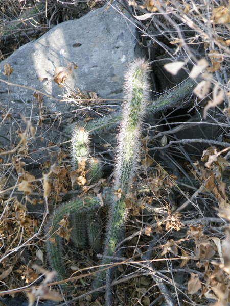 Файл:Nyctocereus serpentinus.jpg