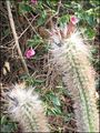 Oreocereus fossulatus 7f.jpg