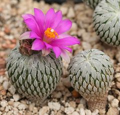 Pelecyphora aselliformis 4.jpg